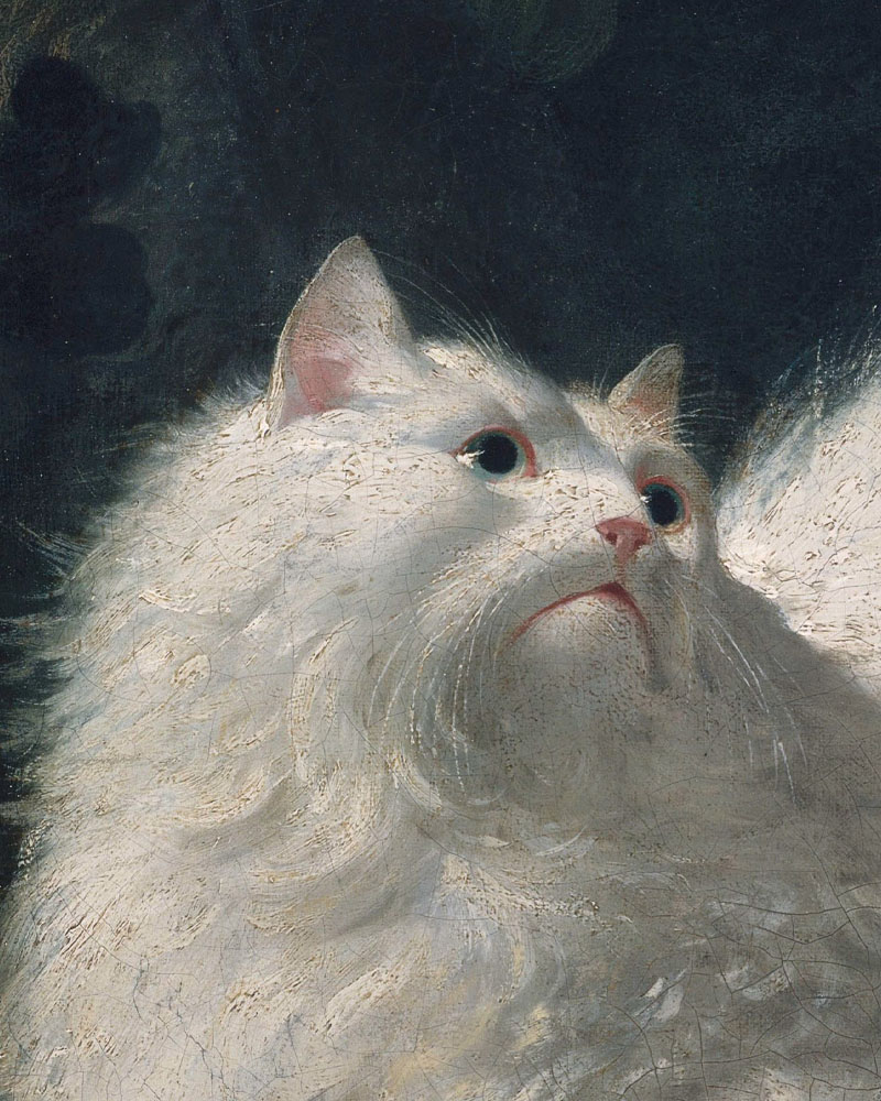 Башелье — Белая ангорская кошка гоняется за бабочкой